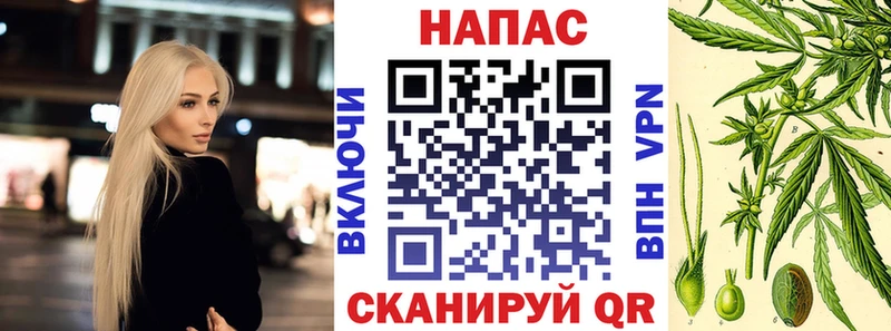 Канабис сатива  Волхов 